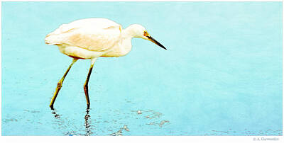 The Rolling Stones Royalty Free Images - Little Egret in a Salt Marsh Royalty-Free Image by A Macarthur Gurmankin