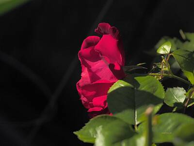 Whimsical Flowers - Little Garden Rose by Richard Thomas