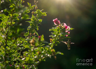 Princess Diana - Little Hummingbird in the Morning Sun by Diane Diederich