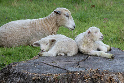 Landmarks Photos - Little Lambs Rest on a Tree Stump by Rachel Morrison