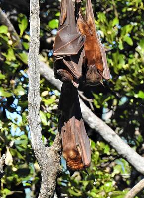 Aromatherapy Oils Royalty Free Images - Little red flying fox Royalty-Free Image by Athol KLIEVE