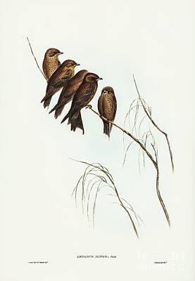 Wallpaper Designs - Little Wood Swallow Artamus minor, Vieill illustrated by Elizabeth Gould  by Shop Ability