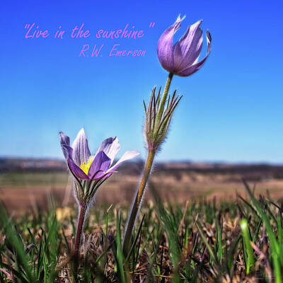Royalty-Free and Rights-Managed Images - Live in the Sunshine - prairie crocus pasque flowers with Emerson quote - square crop by Peter Herman