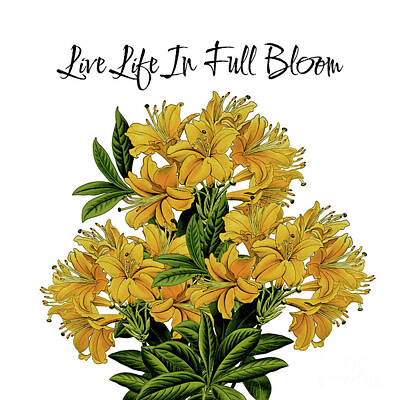 Mixed Media Rights Managed Images - Live Life In Full Bloom 2 Royalty-Free Image by Tina LeCour