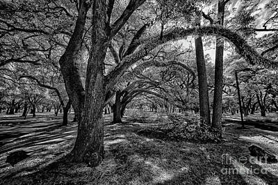 Wine Down Rights Managed Images - Live Oak on Rice U. North East Entrance Royalty-Free Image by Norman Gabitzsch