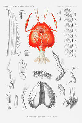 Us License Plate Maps - Llustration Of A Shrimp S External And Internal Organs by Artistic Rifki