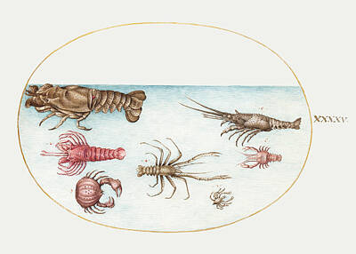 Modern Man Mid Century Modern Rights Managed Images - Lobster, Squilla Mantis, and Other Crustaceans 1575 1580 painting in high resolution by Joris Hoefna Royalty-Free Image by Arpina Shop