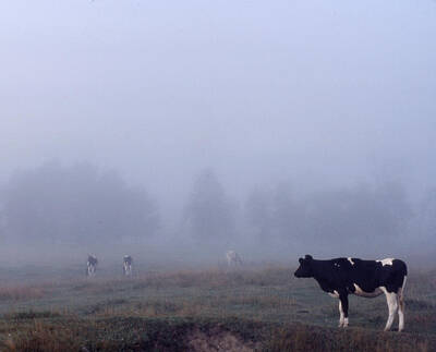 Nfl Team Signs Rights Managed Images - Lone Cow in the Fog Royalty-Free Image by Wayne King