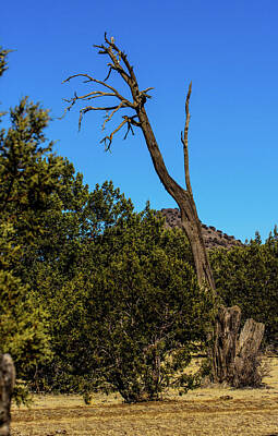 College Town - Lone Dead Tree 00939 by Renny Spencer