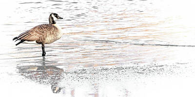 Ira Marcus Royalty-Free and Rights-Managed Images - Lone Goose by Ira Marcus