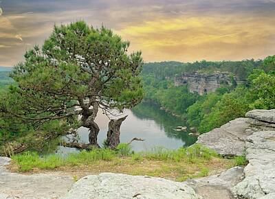 Mountain Landscape - Lone Pine Atop River Gorge by Douglas Barnett