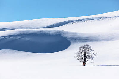 Mountain Rights Managed Images - Lone tree and snowy hills in Hayden Valley Royalty-Free Image by Mango Art