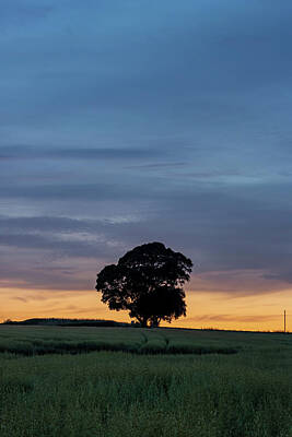 Bear Photography - Lone tree at Crank Hill by Paul Madden