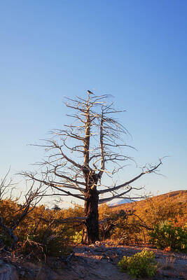 Cartoons Tees - Lone tree with a birdie by Tatiana Travelways