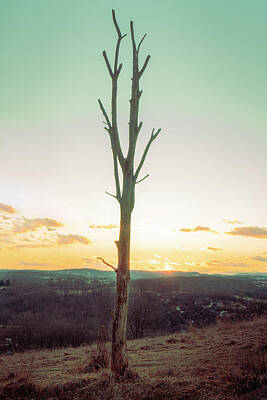 Modern Man Mid Century Modern - Lone Winter Tree - Trexler Nature Preserve by Jason Fink
