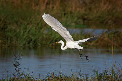 Birds Royalty Free Images - Lonely Hunter - Great White Egret Royalty-Free Image by Steve Rich