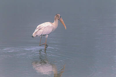 Featured Tapestry Designs Rights Managed Images - Lonely Juvenile Wood Stork at Kathwood Ponds 3 Royalty-Free Image by Steve Rich