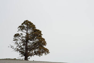 Mans Best Friend Rights Managed Images - Lonely pine coniferous tree in forest isolated on white foggy sky. White Background Royalty-Free Image by Michalakis Ppalis