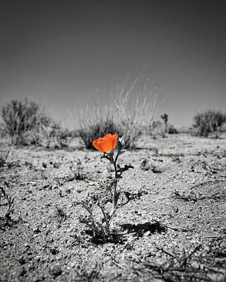 Landscapes Royalty-Free and Rights-Managed Images - Lonely Poppy by American Landscapes