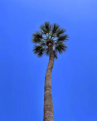 Graphic Trees Royalty Free Images - Lonesome Palmetto Royalty-Free Image by William Van Cleave