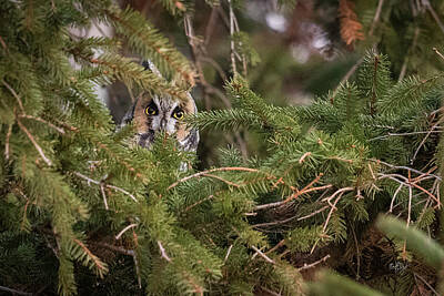 Everet Regal Royalty-Free and Rights-Managed Images - Long-eared Owl Hideaway I by Everet Regal