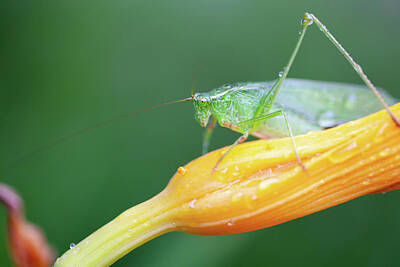 Garden Vegetables Rights Managed Images - Long Horned Grasshopper Royalty-Free Image by Karol Livote