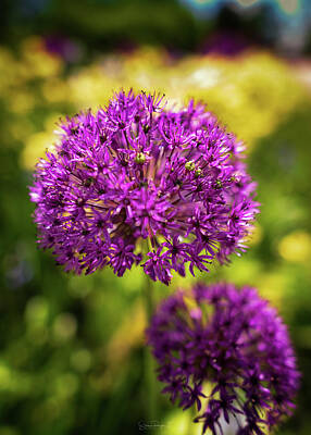 Paint Tube Rights Managed Images - Longwood Gardens Purple Allium II Royalty-Free Image by Simmie Reagor
