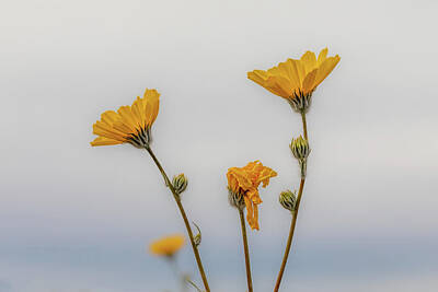 Sunflowers Photos - Look to the Sky by Peter Tellone