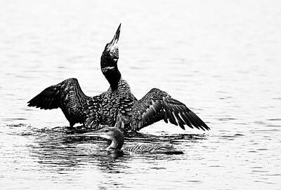 Guns Arms And Weapons - Loon On The Moon Black And White by Debbie Oppermann