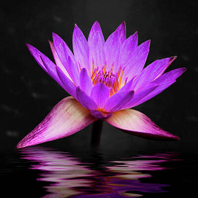 Still Life Royalty-Free and Rights-Managed Images - Lotus by Adam Romanowicz