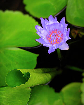 Lilies Photos - Lotus Flower and Lily Pad by Adam Romanowicz