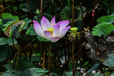 Airplane Paintings Royalty Free Images - Lotus Flowers 1 Royalty-Free Image by Clyn Robinson