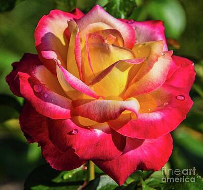Roses Photos - Love and Peace Rose an Explosion of Beauty by Cindy Treger