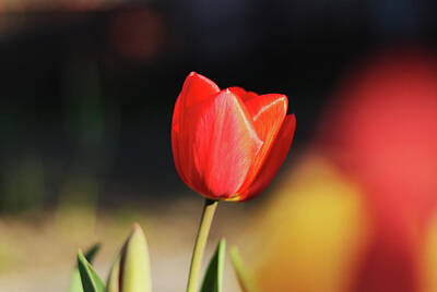 Stocktrek Images - Love emotion with red tulipa in the garden. Thankful to care it has enough nutrients to grow up. Warm beautifly color petals to red. Concept of summer flowers, happiness and hope by Vaclav Sonnek