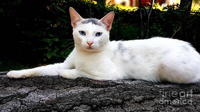 Vintage Vinyl - Young White Cat Lounging on a Tree Branch by Yelena Sokolov