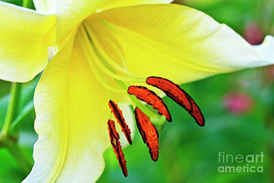 Frog Photography - Lovely Yellow Lily by Renata Natale