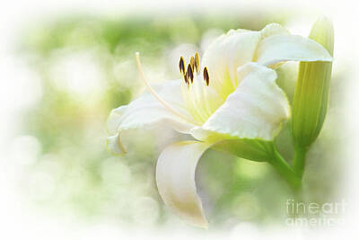 Word Signs Rights Managed Images - Luminous Daylily Royalty-Free Image by Anita Pollak