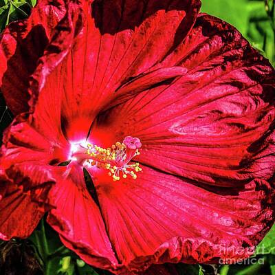 Vintage Presidential Portraits Rights Managed Images - Luna Red Hibiscus Close Up Royalty-Free Image by Cindy Treger