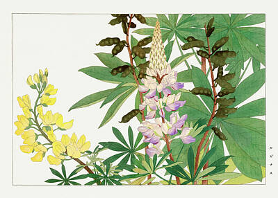 Floral Digital Art - Lupinus Flower - Ukiyo e art - Vintage Japanese woodblock art - Seiyo SOKA ZUFU by Tanigami Konan by Studio Grafiikka