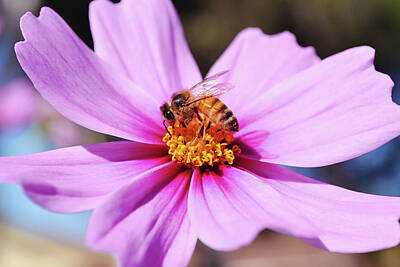 Nautical Animals Rights Managed Images - Macro Close Up Honey Bee Flower Royalty-Free Image by Gaby Ethington