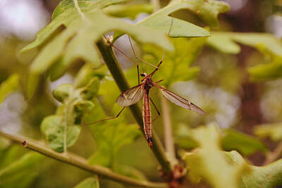 Womens Empowerment Rights Managed Images - Macro Cranefly on Oak Stem Royalty-Free Image by Gaby Ethington