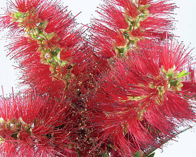Minimalist Movie Posters 2 Rights Managed Images - Macro Display of Red Bottlebrush Flowers, Callistamon Viminalis. Royalty-Free Image by Geoff Childs