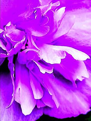 Abstract Flowers Digital Art Royalty Free Images - Macro Violet Hibiscus Royalty-Free Image by Loraine Yaffe