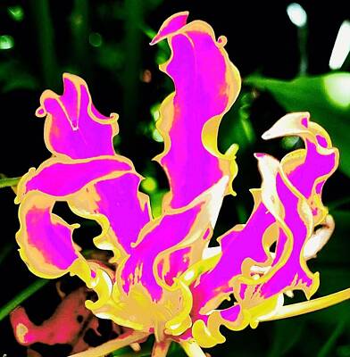 Lilies Digital Art - Magenta Flame Lily by Loraine Yaffe