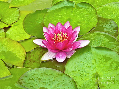 Cultural Textures - Magenta Lotus  by Julieanne Case