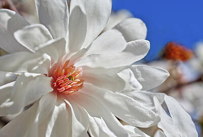 Religious And Christian Art - Magnificent Magnolias #2 of 6 by Peter Herman
