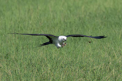 Gifts For Dad - Magnificent Swallow-tailed Kite in Hot Pursuit by Steve Rich