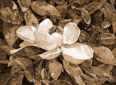 Winter Snowman - Magnolia Blossom in sepia tone by Hailey E Herrera