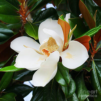 Design Pics - Magnolia Flower with Leaves by Carol Groenen
