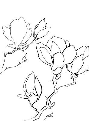 Floral Drawings - Magnolia flowers line drawing by Sophia Rodionov